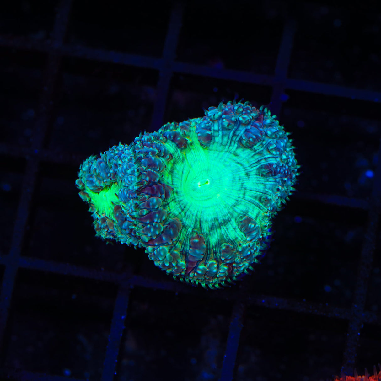 Ultra Blastomussa Coral