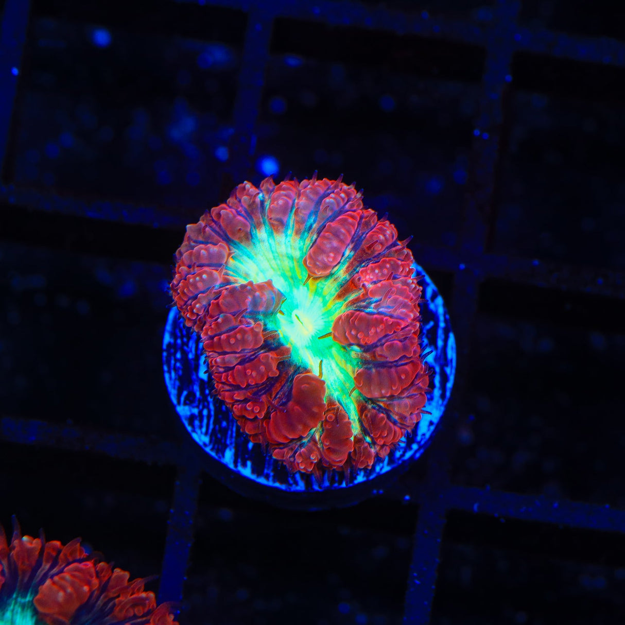 Ultra Blastomussa Coral