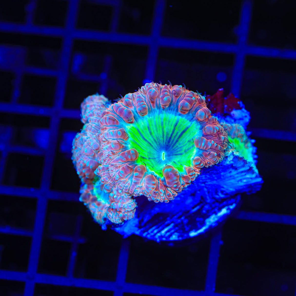 TSA Party City Blastomussa Coral