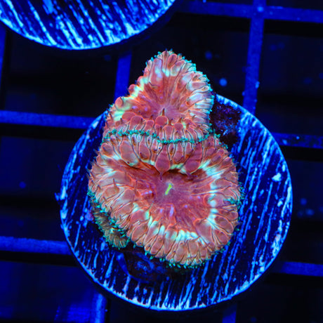 Strawberry Blastomussa Coral