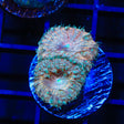 Ultra Blastomussa Coral