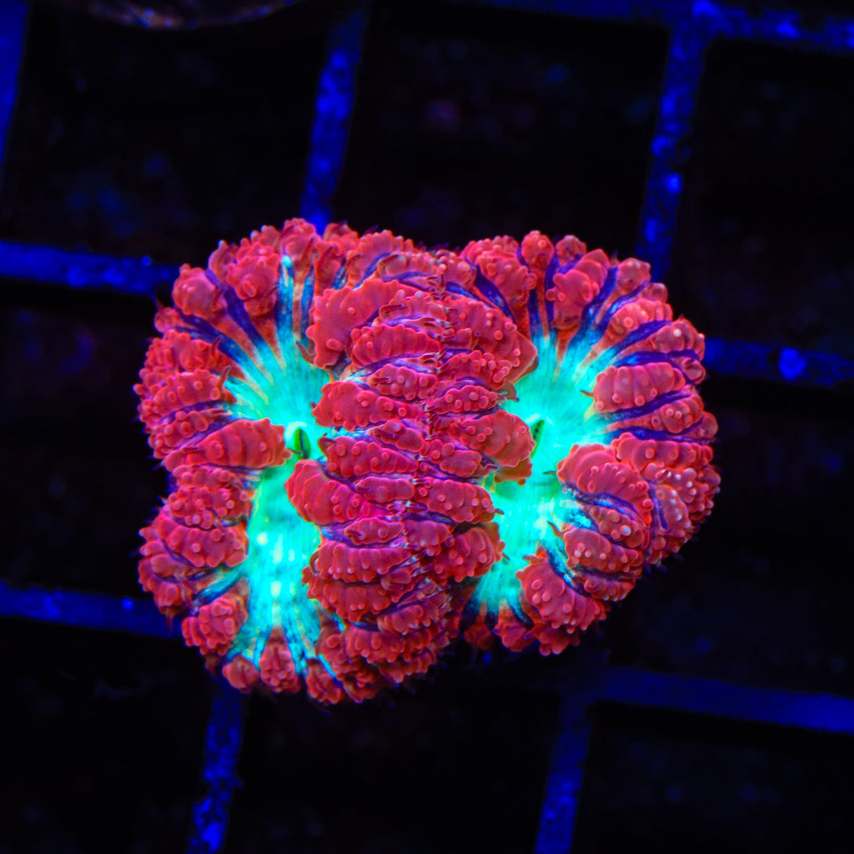 Cherry Melon Blastomussa Coral