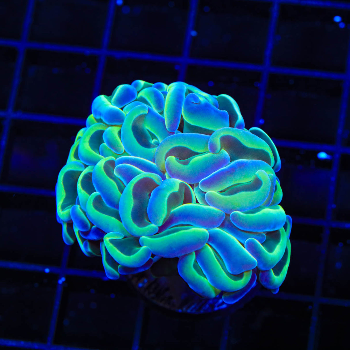 TSA Hologram Hammer Coral