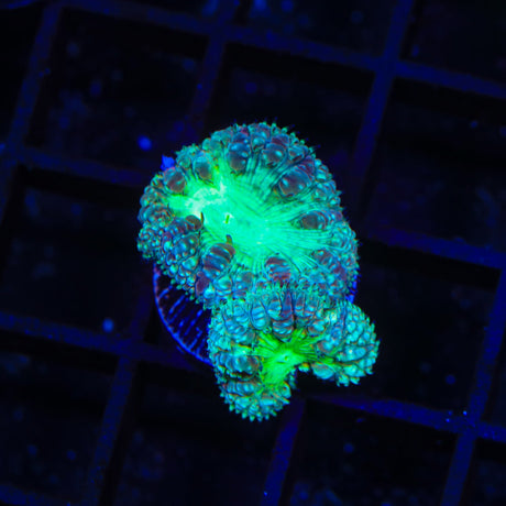 Ultra Blastomussa Coral