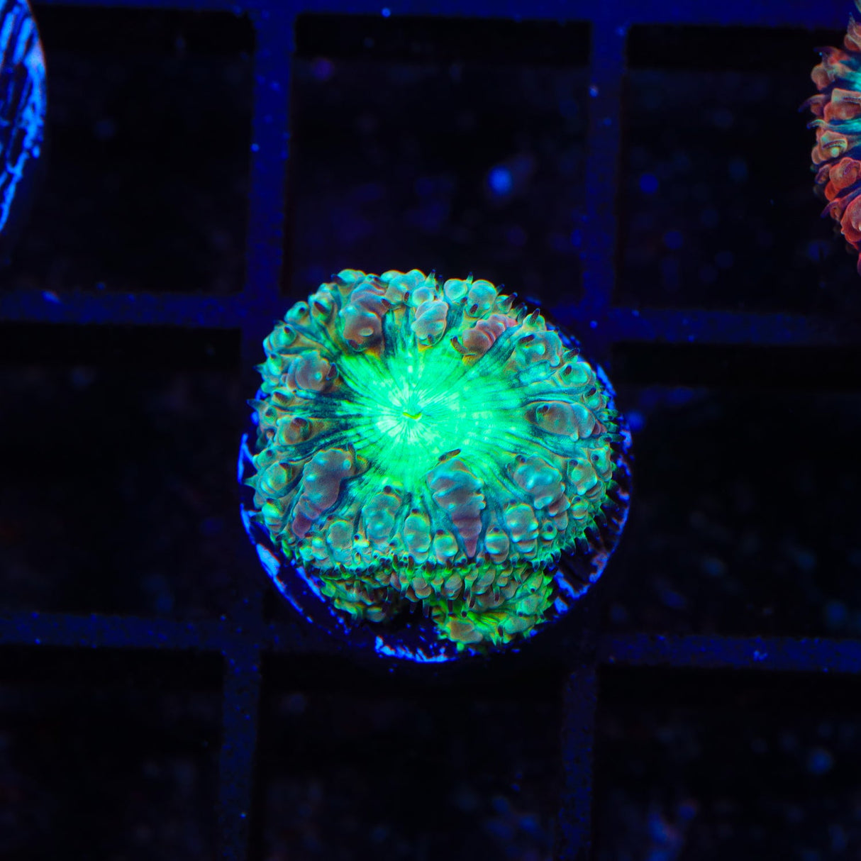 Ultra Blastomussa Coral