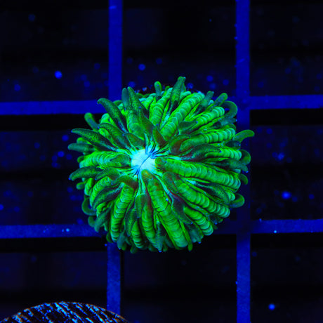 TSA Funky Fungia Plate Coral