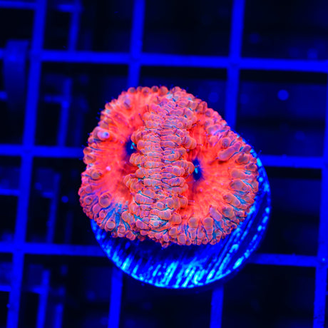 Ultra Blastomussa Coral