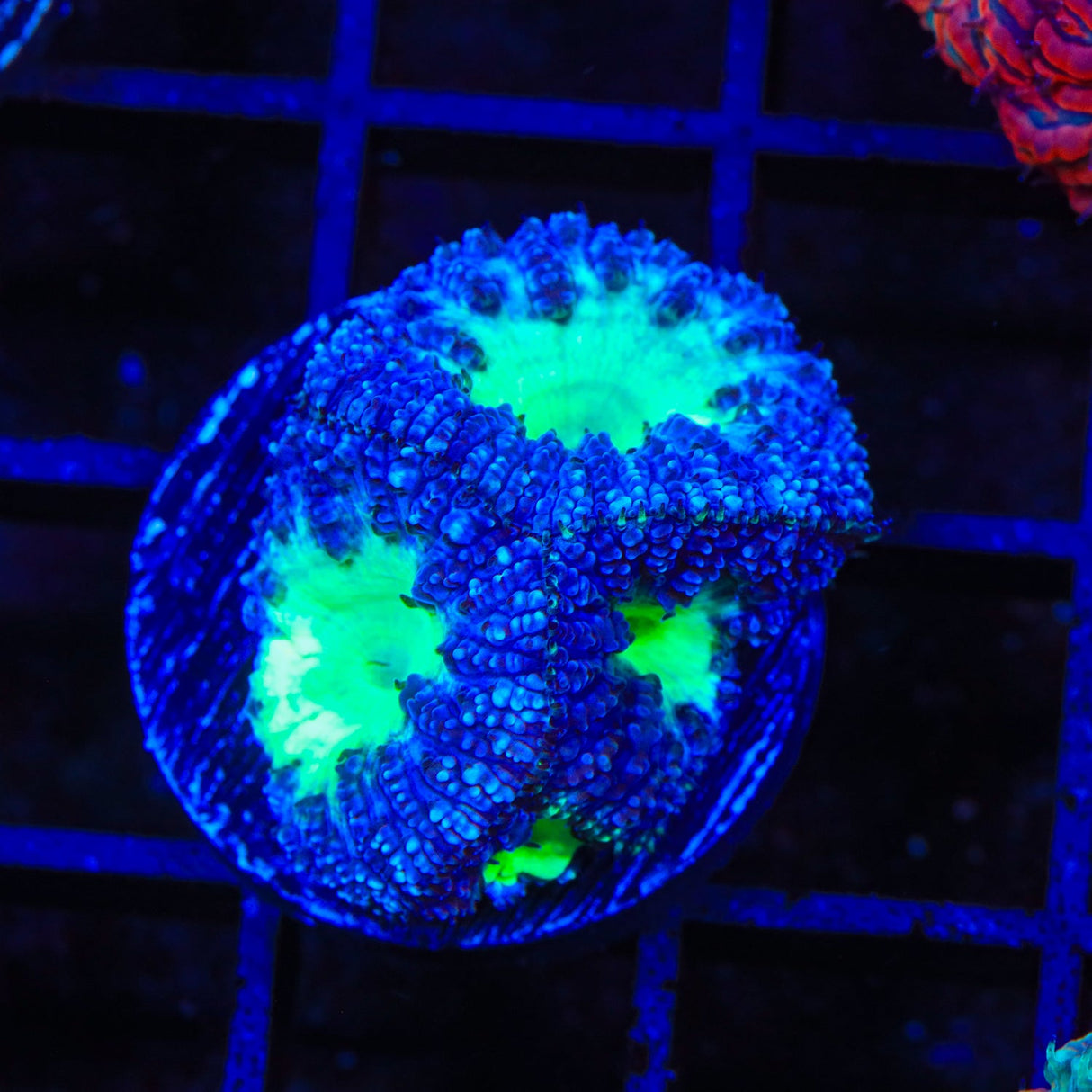 Blue Raspberry Blastomussa Coral