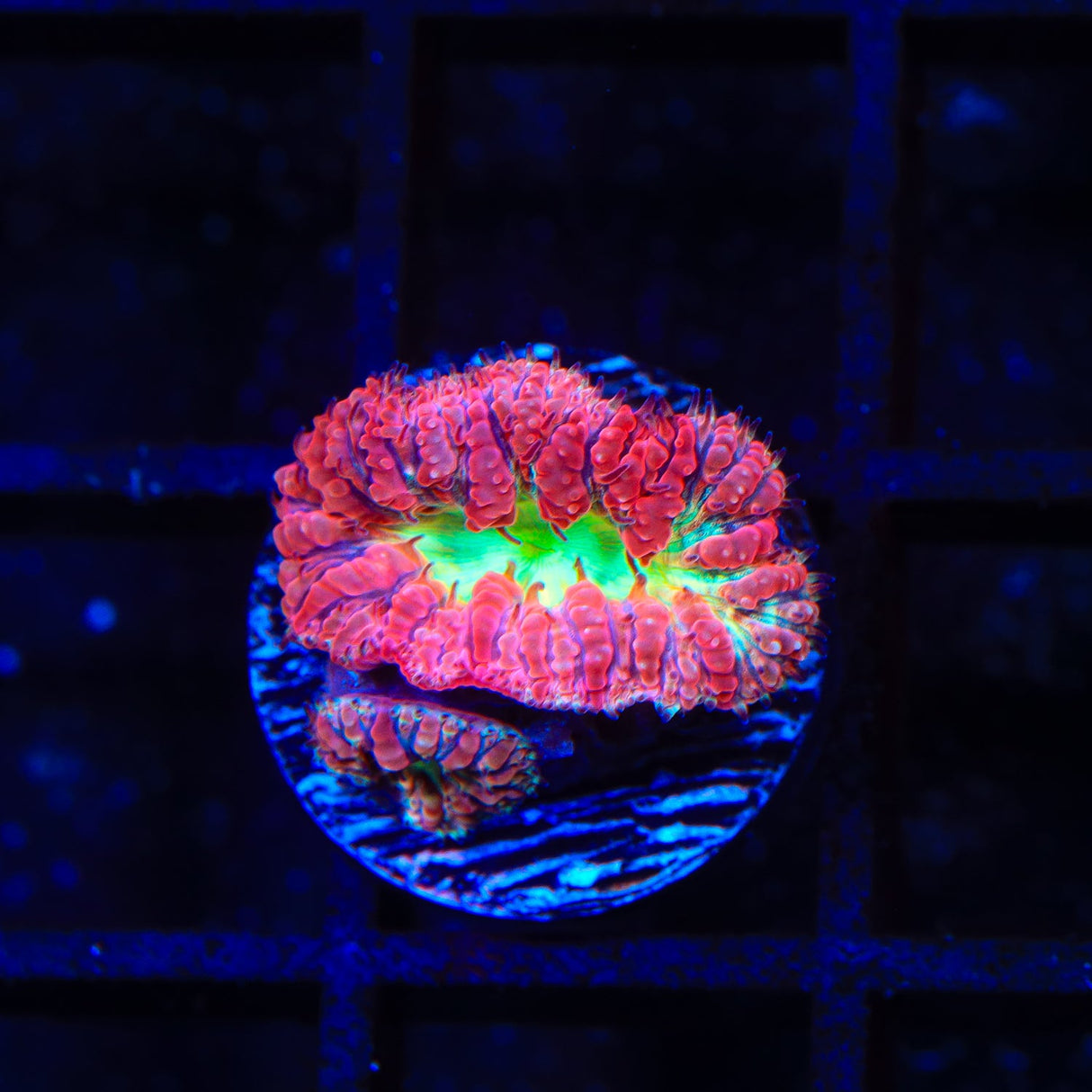 Ultra Blastomussa Coral