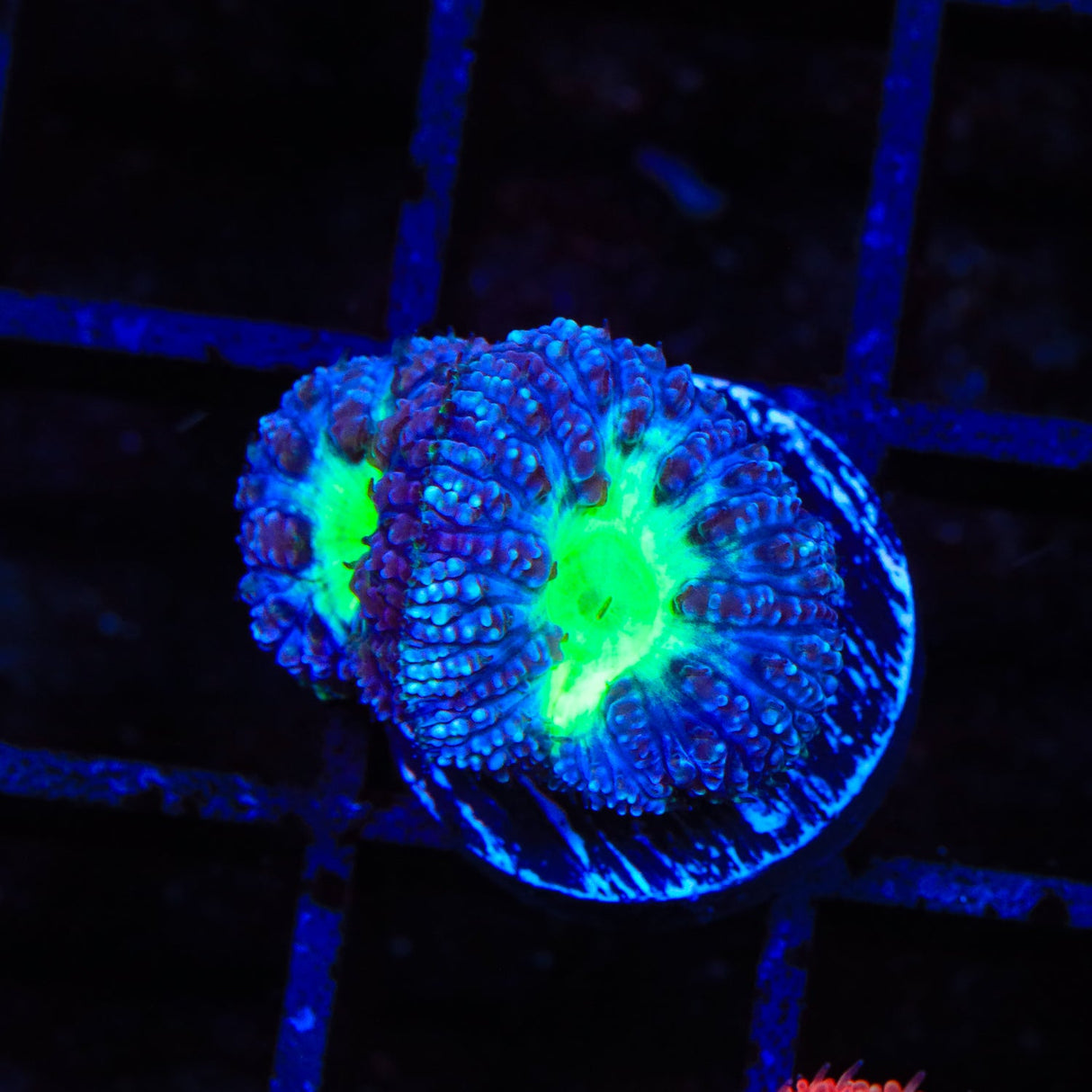 Blue Raspberry Blastomussa Coral