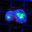 Blue Raspberry Blastomussa Coral