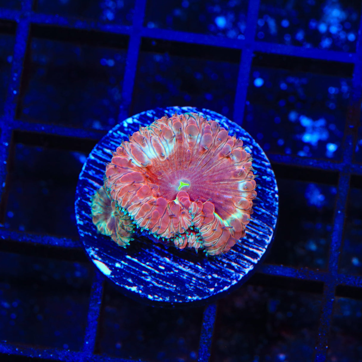 TSA Watermelon Sugar Blastomussa Coral