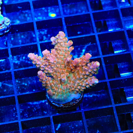 TSA Rainbow Sherbet Acropora XL Frag Coral