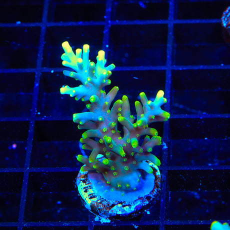 TSA Green Dragon Acropora XL Frag Coral