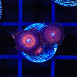 God of War Zoanthids Coral