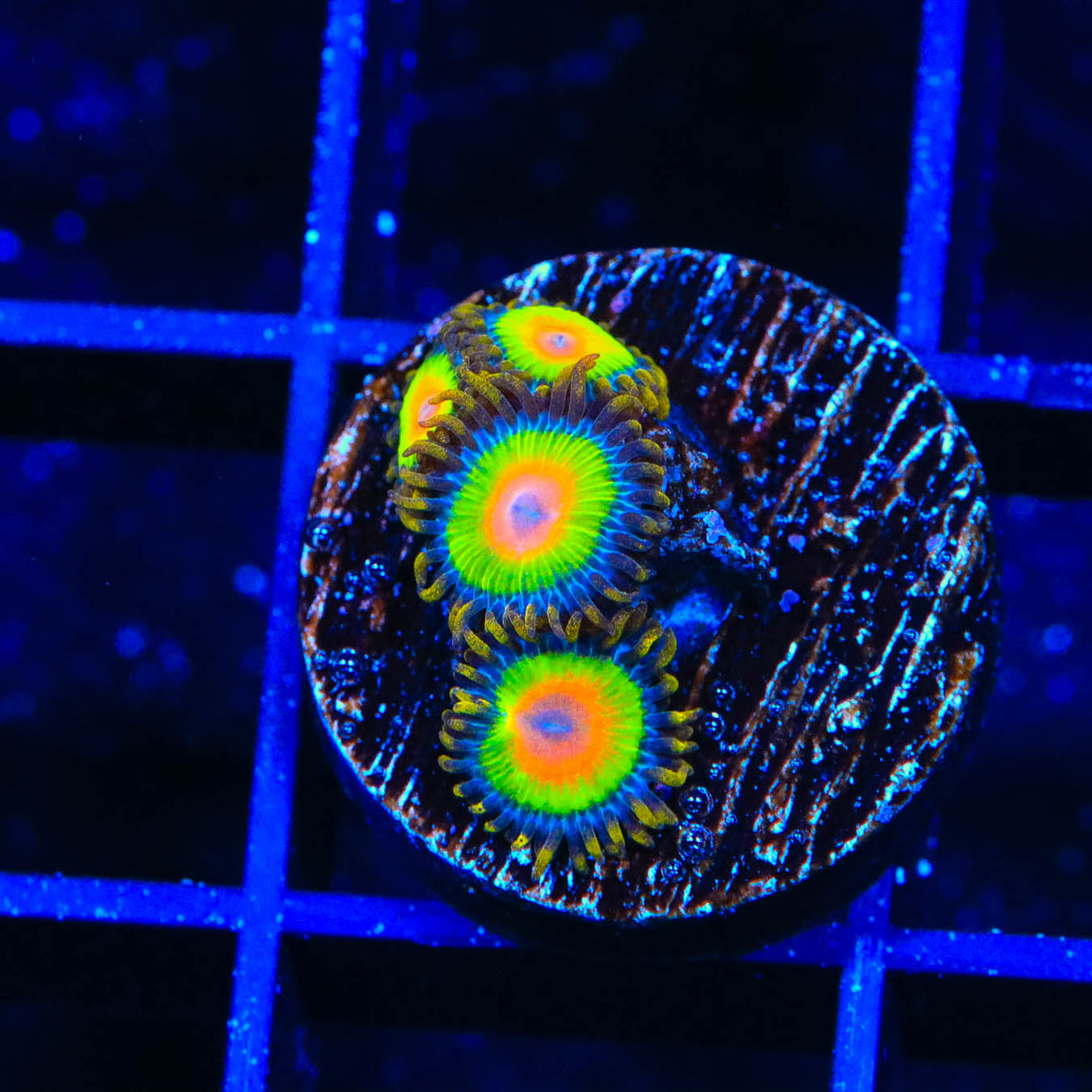 Rasta Zoanthids Coral