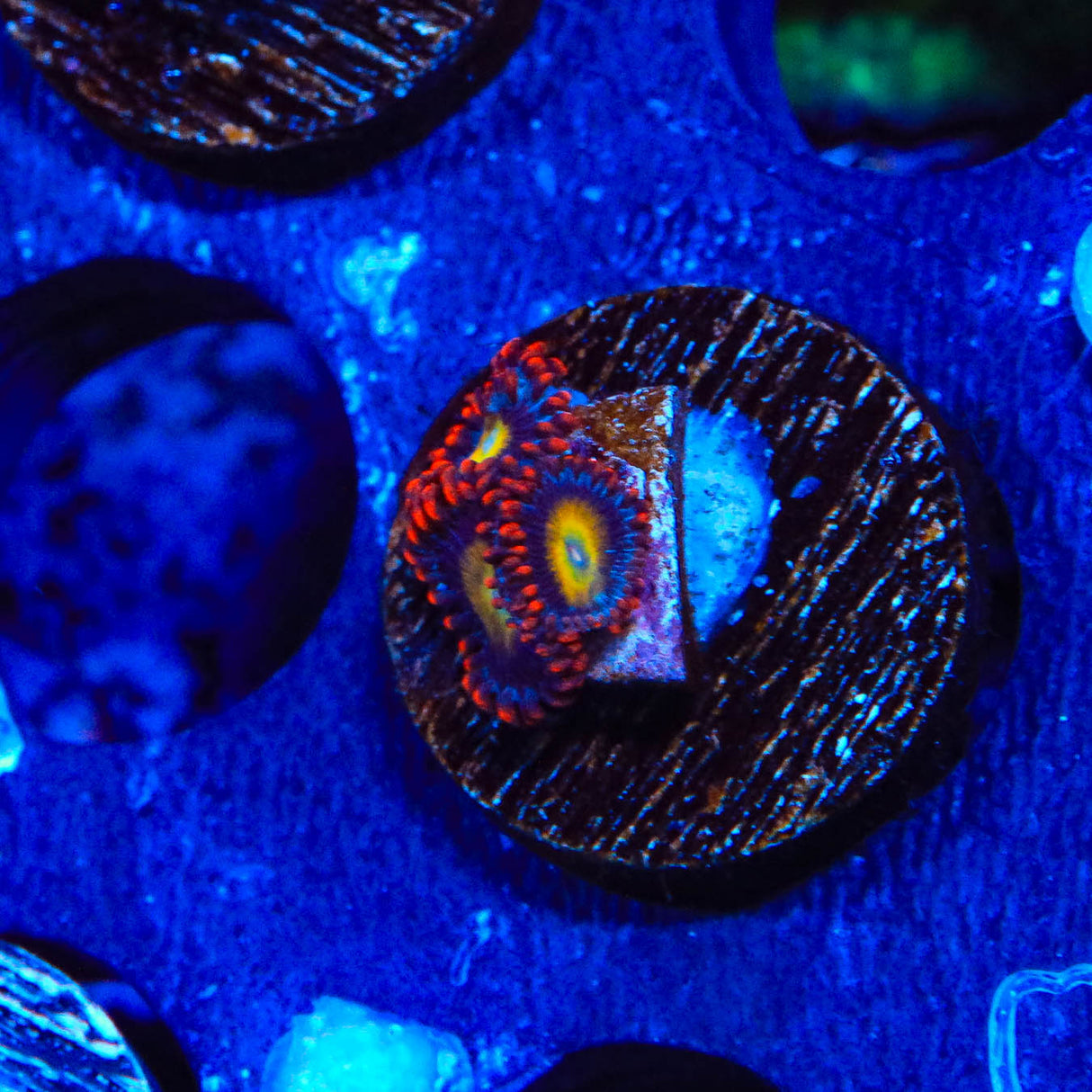 Circus Freak Zoanthids Coral