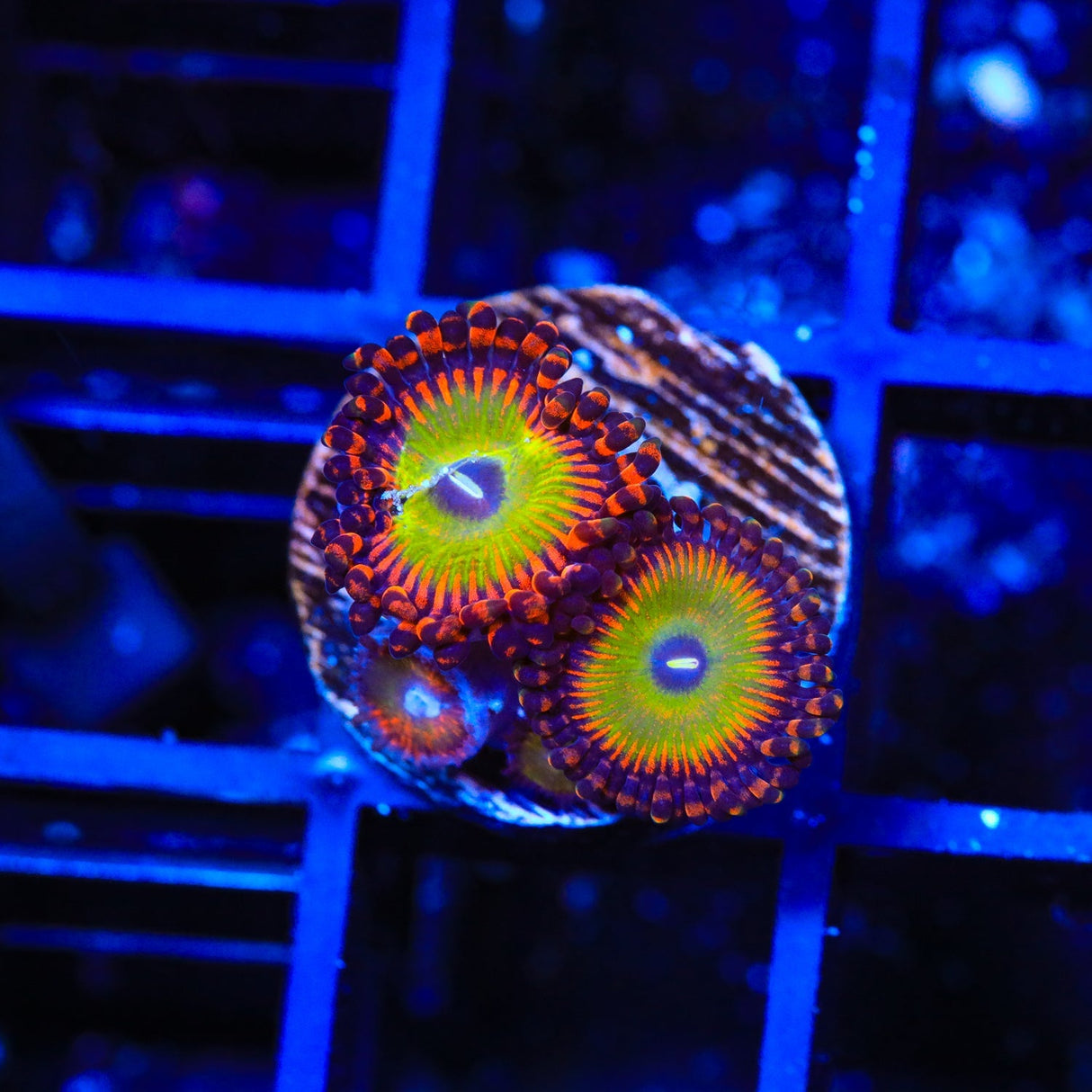 Candy Apple Red Zoanthids Coral