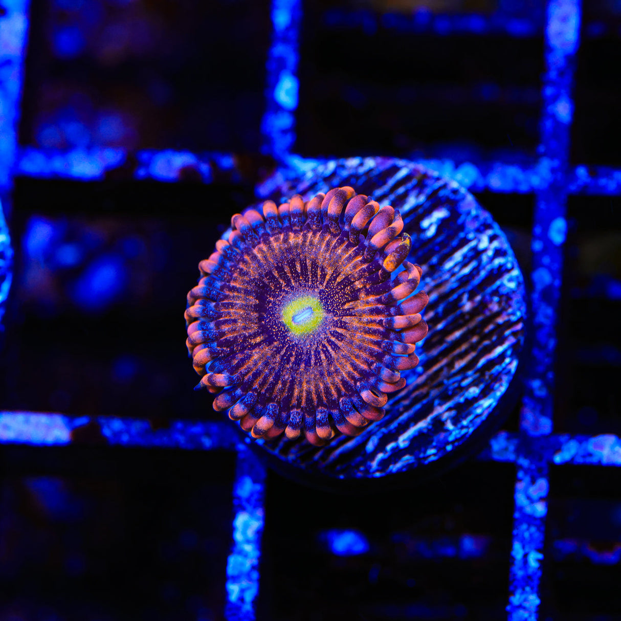 TSA Angel Eye Zoanthids Coral