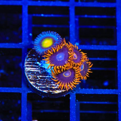 WWC AOI and Rainbow Hornet Combo Zoanthids Coral
