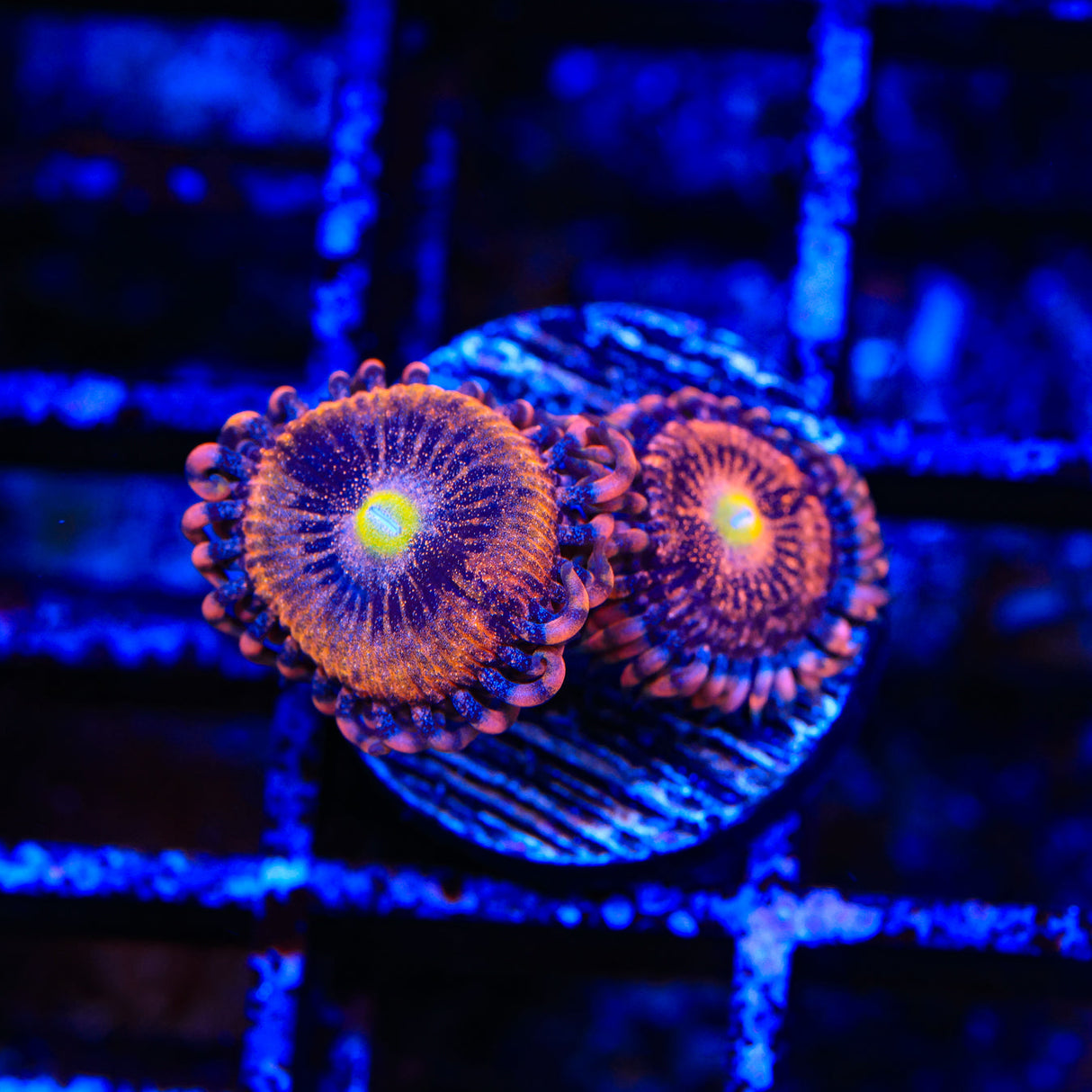 TSA Angel Eye Zoanthids Coral