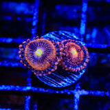 TSA Angel Eye Zoanthids Coral