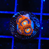 ECC Shatterfield Zoanthids Coral