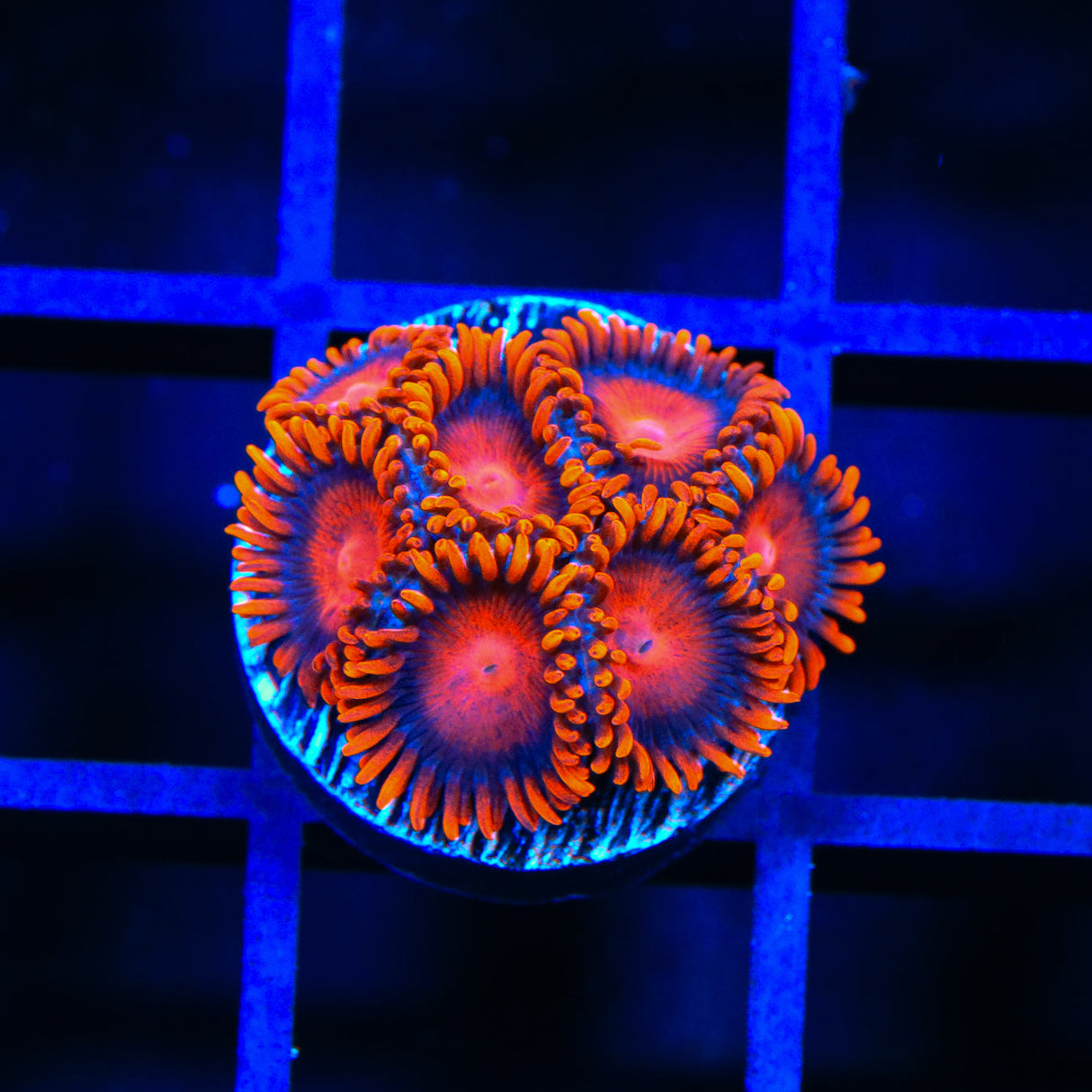 Bam Bam Zoanthids Coral