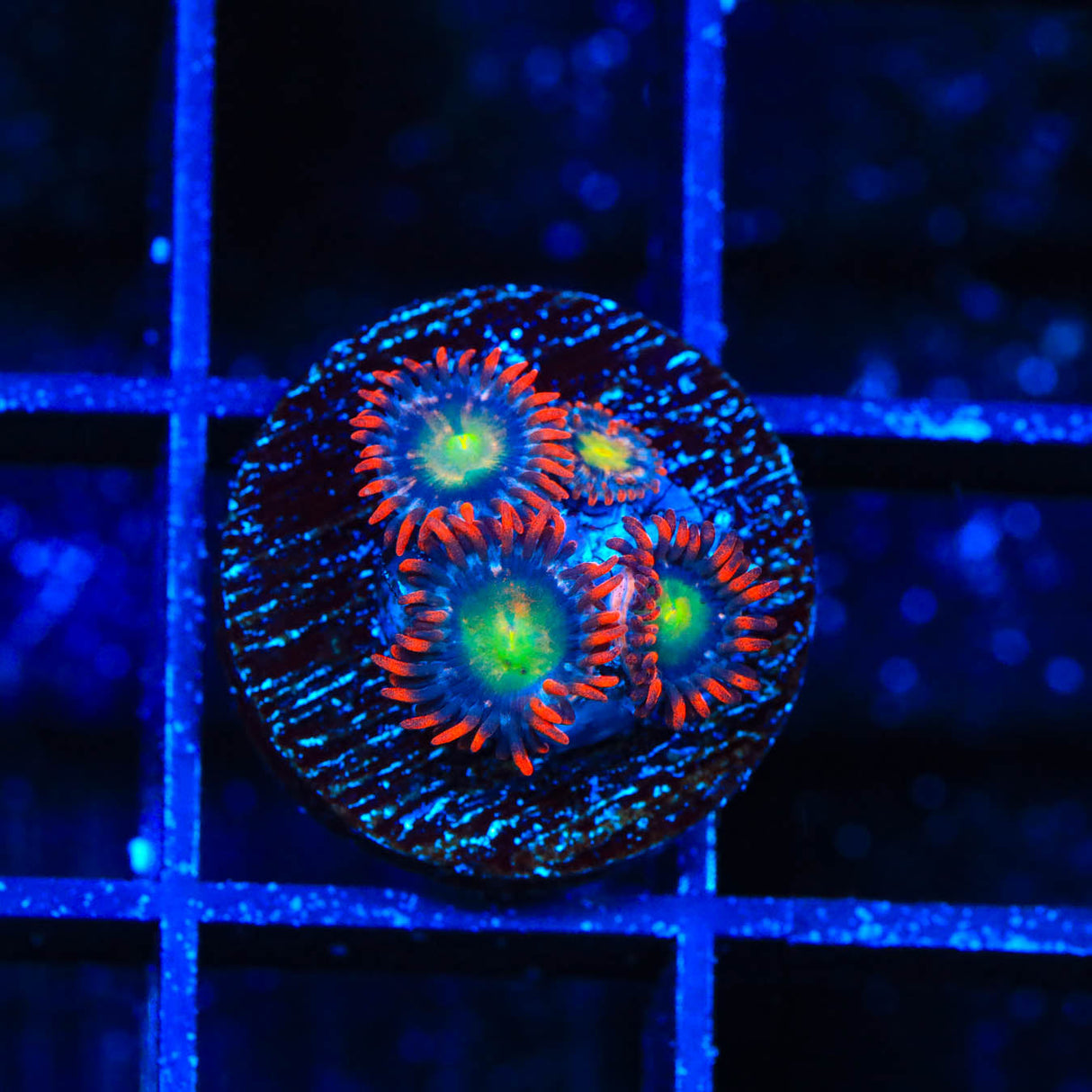 Star Foxx Zoanthids Coral - Top Shelf Aquatics