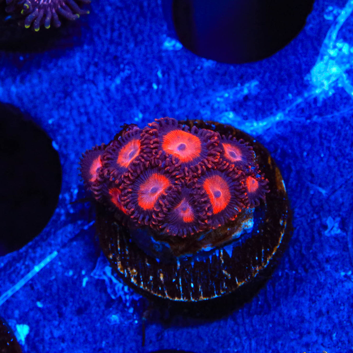 Kids Reds Zoanthids Coral