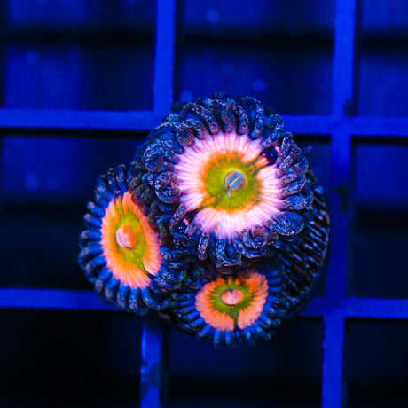 CB Rainbow Infusion Zoanthid Coral