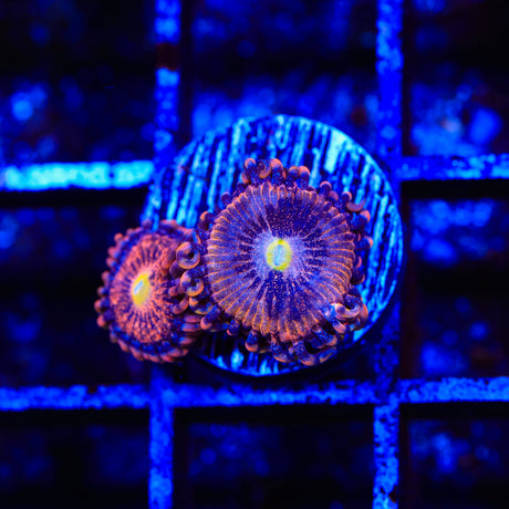 TSA Angel Eye Zoanthids Coral