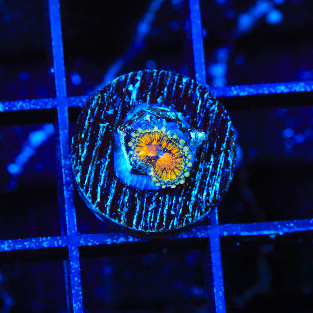 TSA Space Leopard Zoanthids Coral