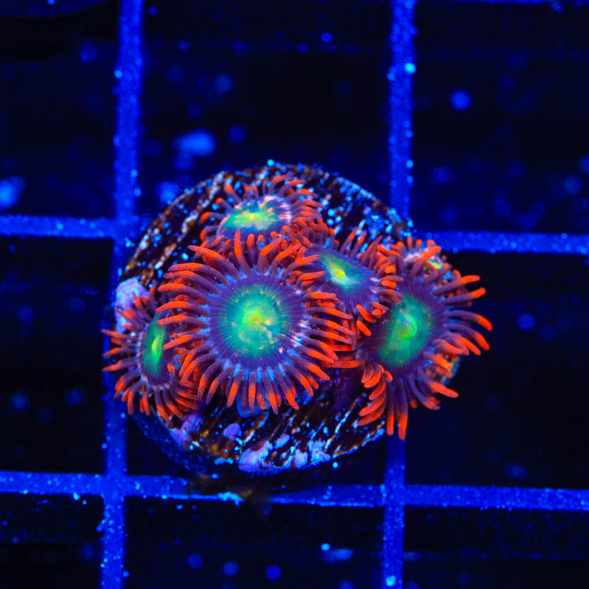 Star Foxx Zoanthids Coral