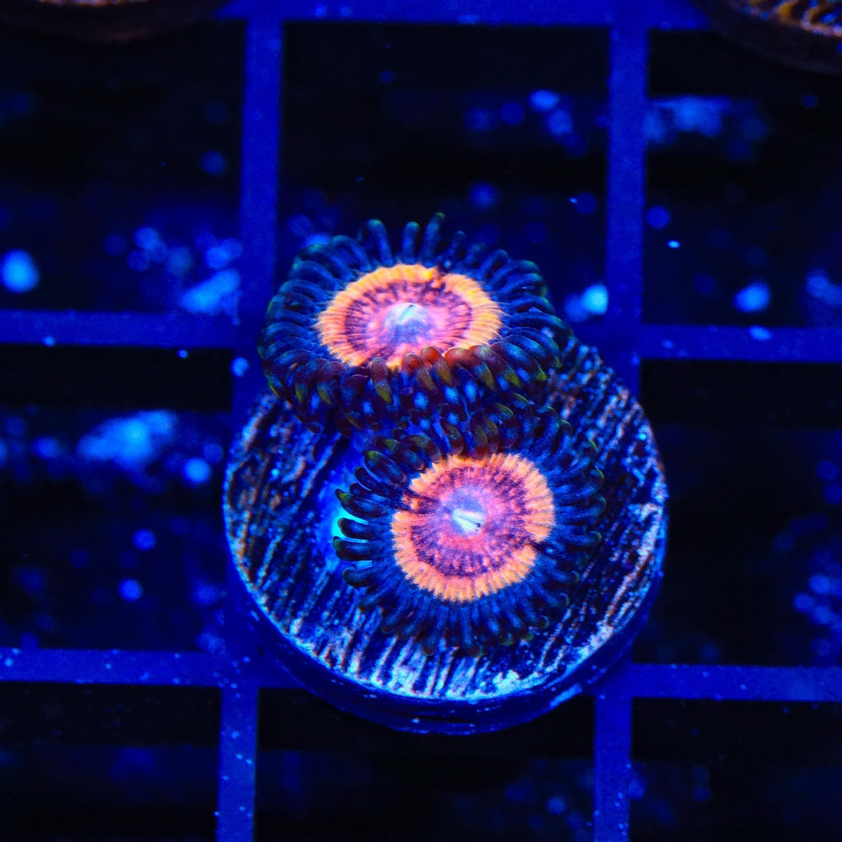 TSA Red Rocket Zoanthids Coral