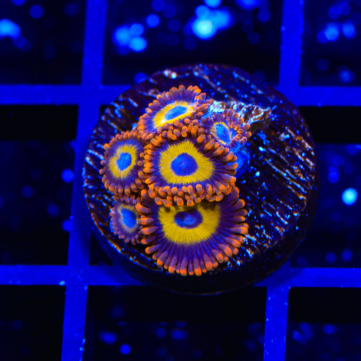 Fruit Loops Zoanthids Coral