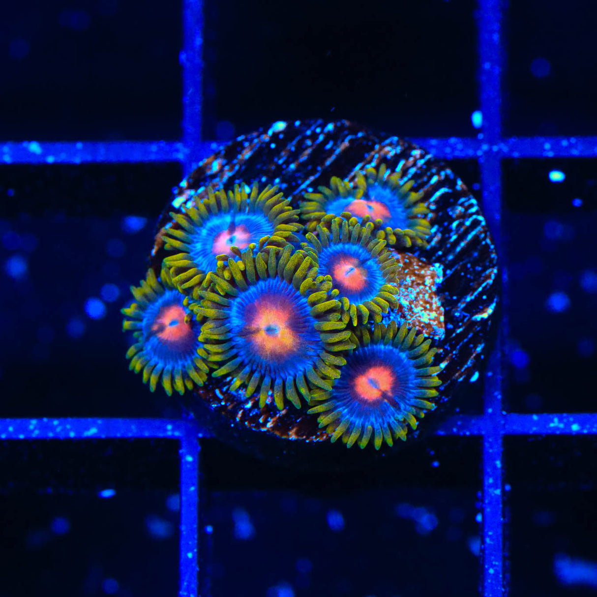 Blow Pop Zoanthids Coral