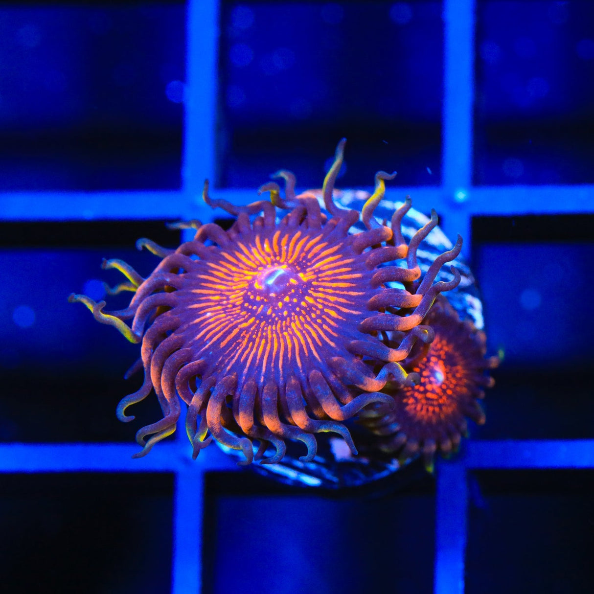 God of War Zoanthid Coral