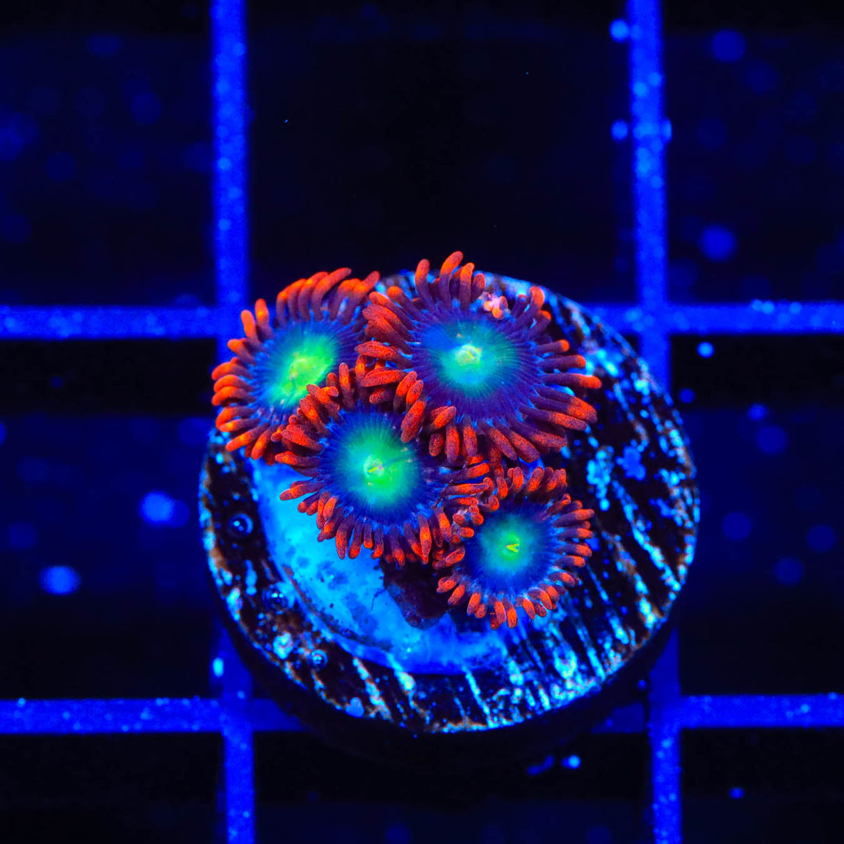 Star Foxx Zoanthids Coral