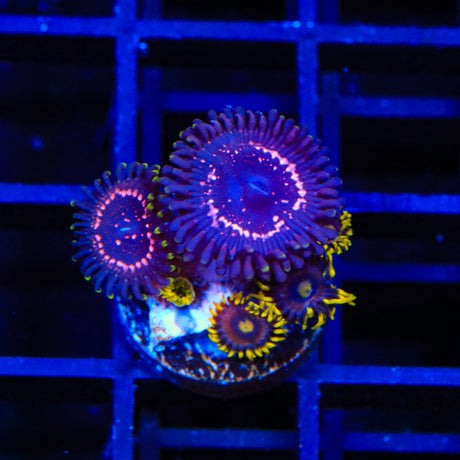 WWC Taser Combo Zoanthids Coral