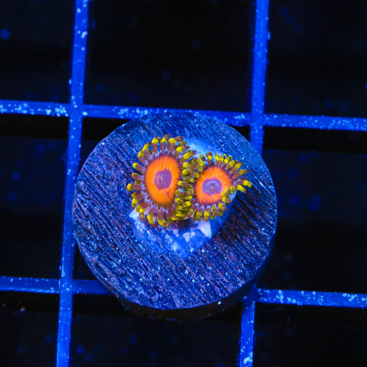 Eagle Eye Zoanthids Coral - Top Shelf Aquatics