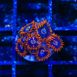 Rainbow Hornet Zoanthids Coral