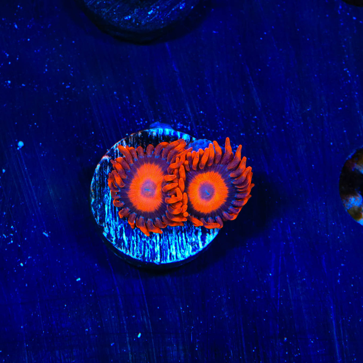 Orange Oxide Zoanthids Coral - Top Shelf Aquatics