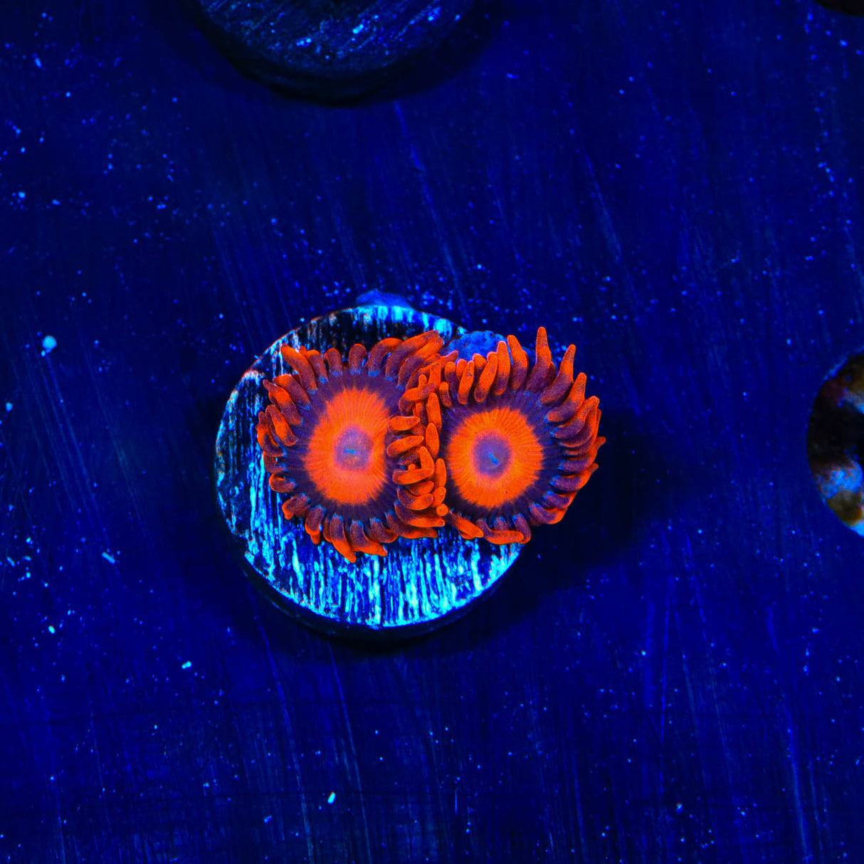 Orange Oxide Zoanthids Coral