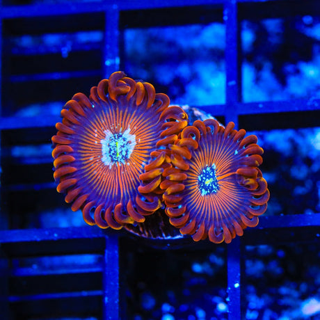 TSA Wizards Zoanthids Coral