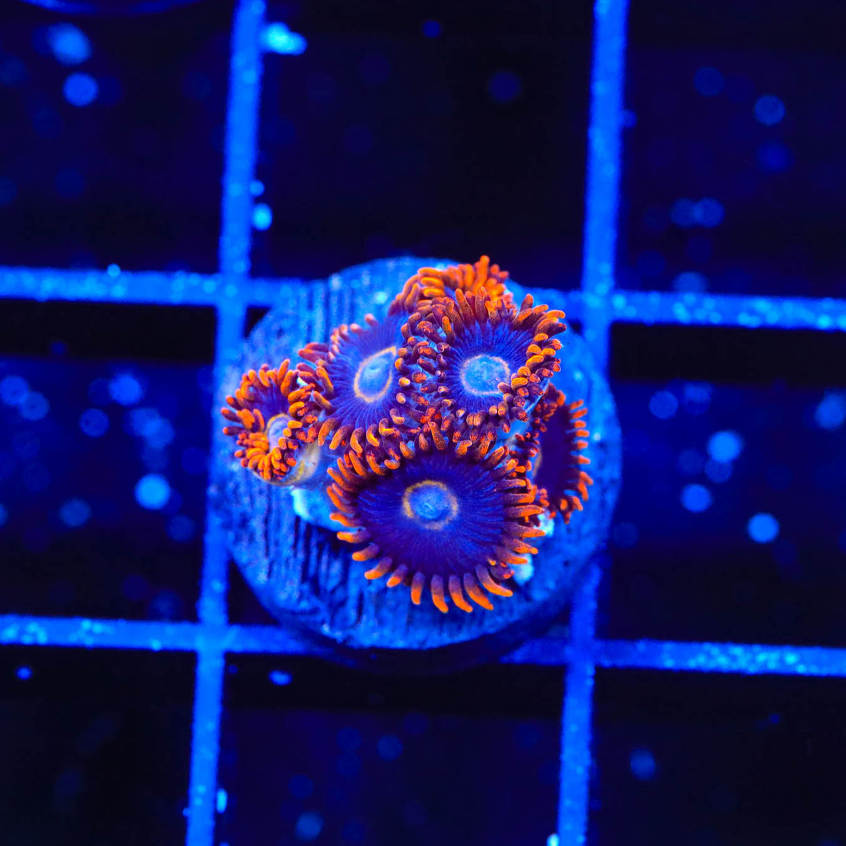 Rainbow Hornet Zoanthids Coral