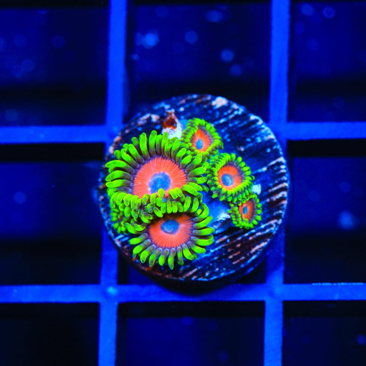 Whammin Watermelon Zoanthids Coral