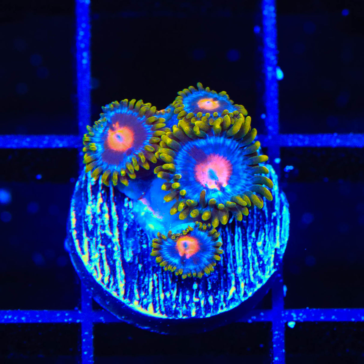 Blow Pop Zoanthids Coral