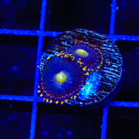 Pinwheel Zoanthids Coral