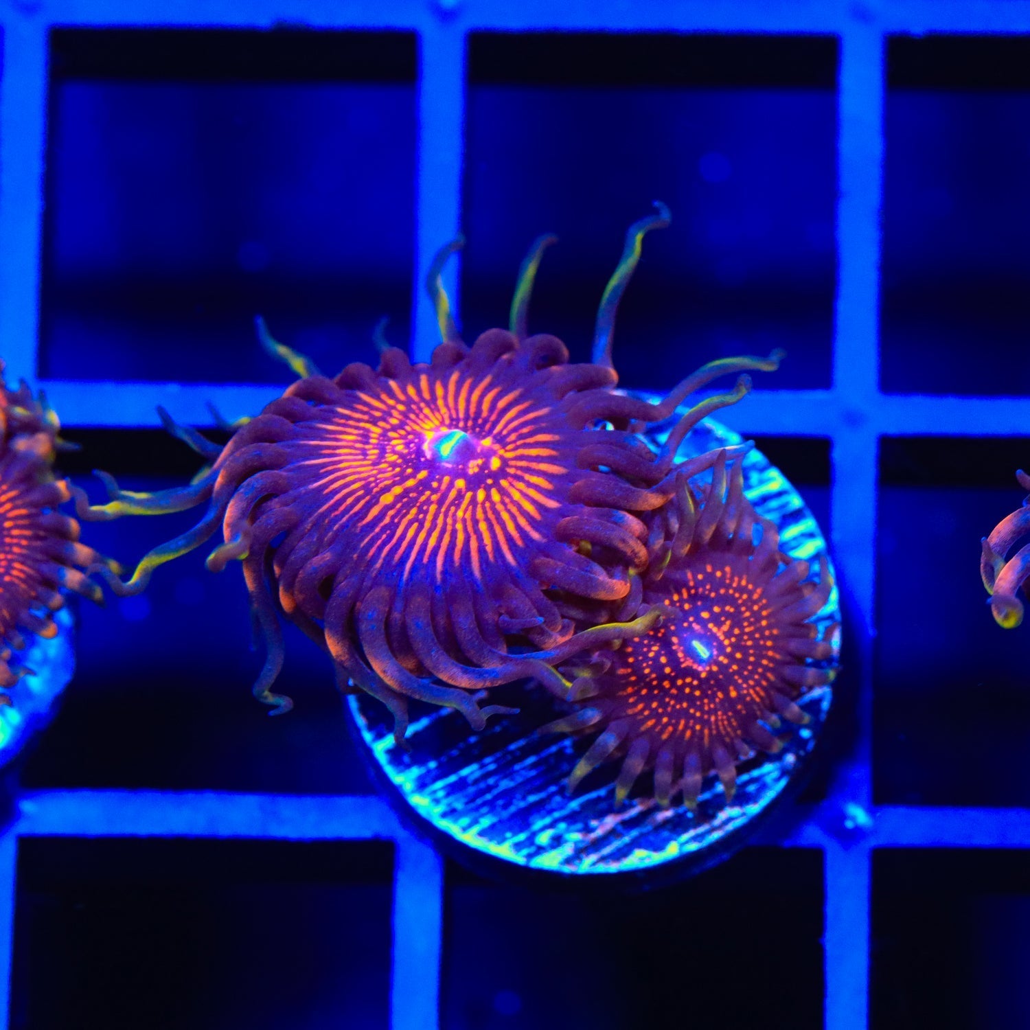 God of War Zoanthid Coral